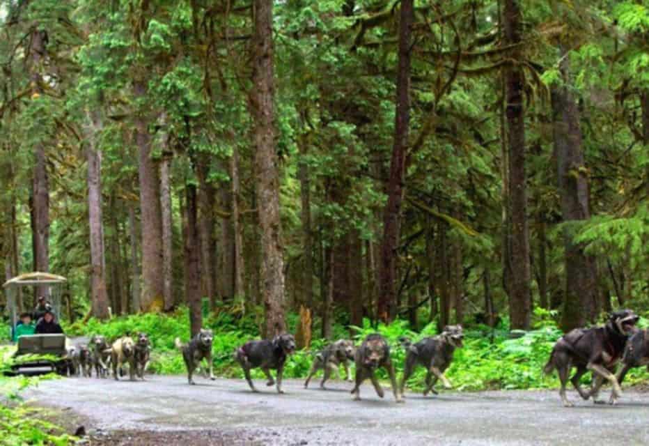 Mushers Camp & Sled Dog Discovery