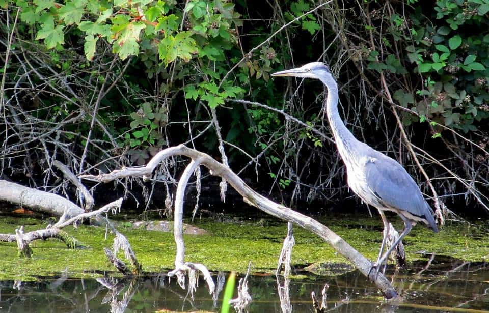 Park Lime Pits Local Nature Reserve