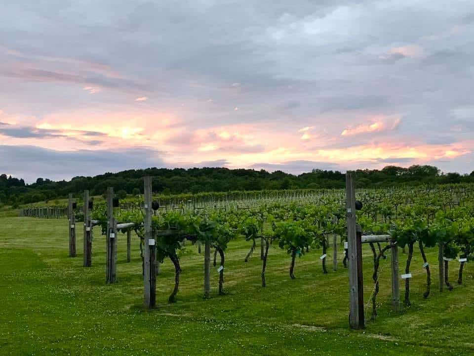 Three Choirs Hampshire Vineyard