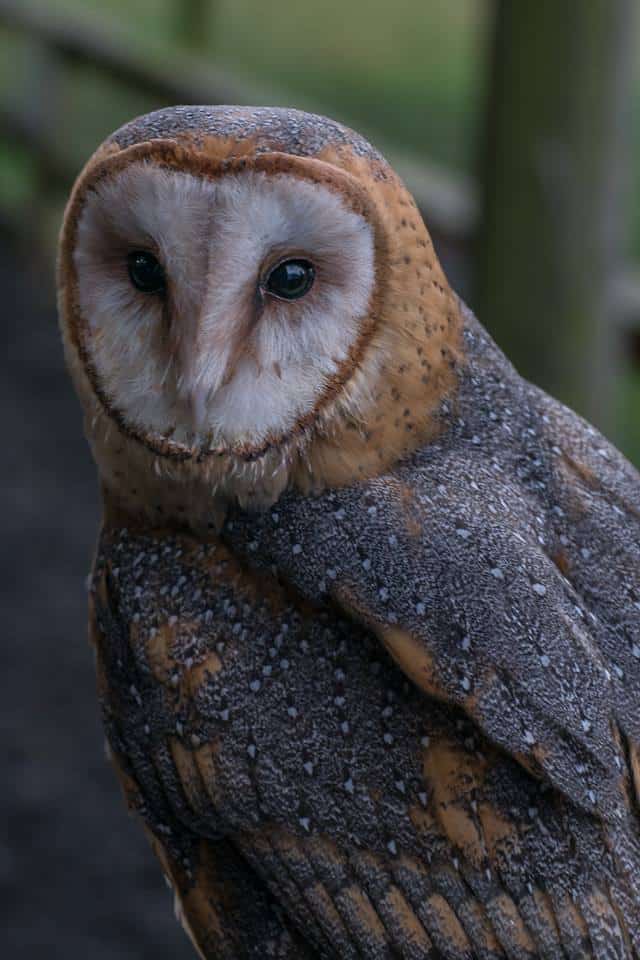 Turbary Woods Owl And Bird Of Prey Sanctuary