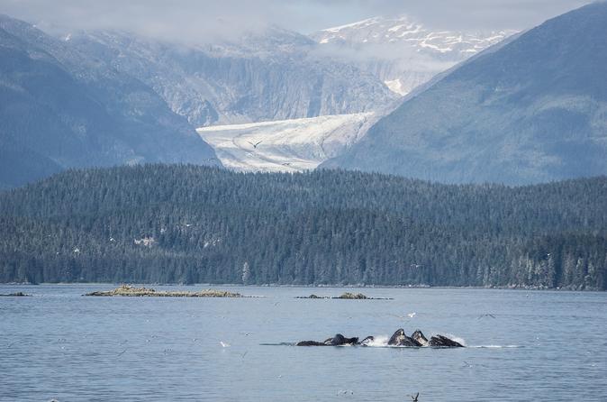 Whale Watch And Mendenhall Glacier Combo