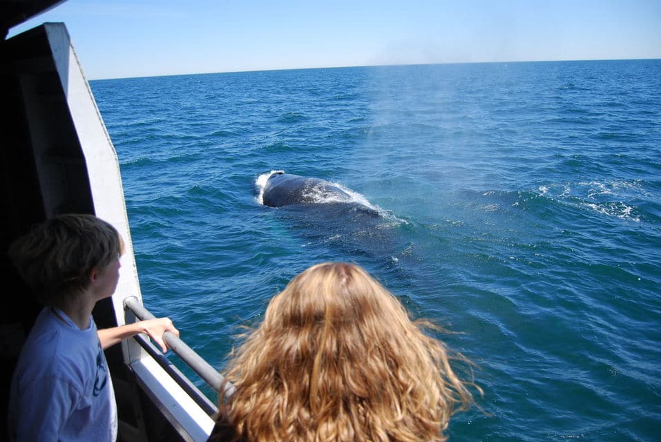 Whale Watching Cruise From Boston