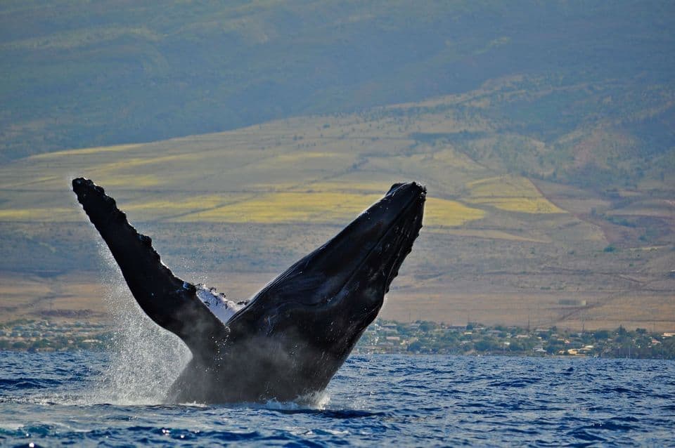 Whale Watching Cruise From Lahaina Harbor