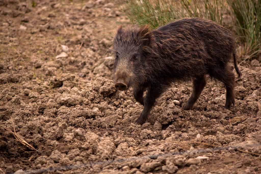 Bowland Wild Boar Park