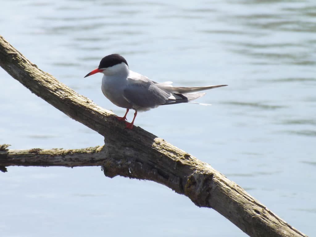 Thatcham Nature Discovery Centre