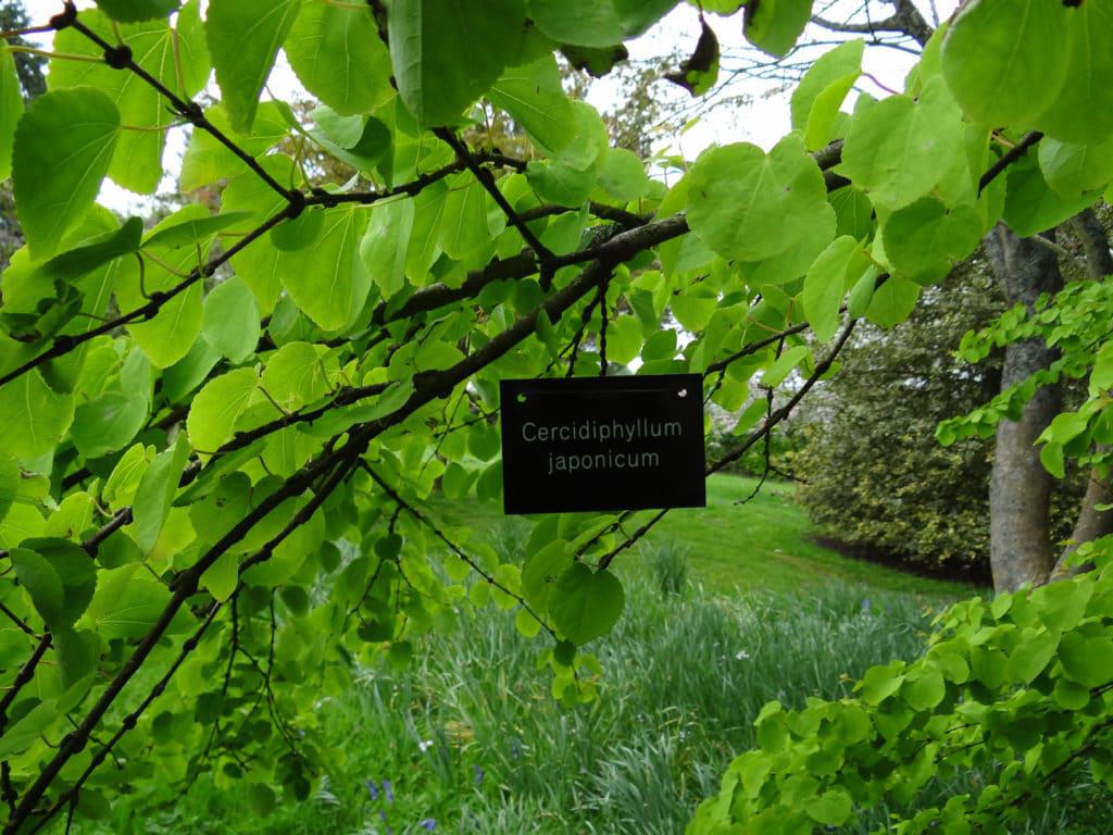 Emmetts Garden