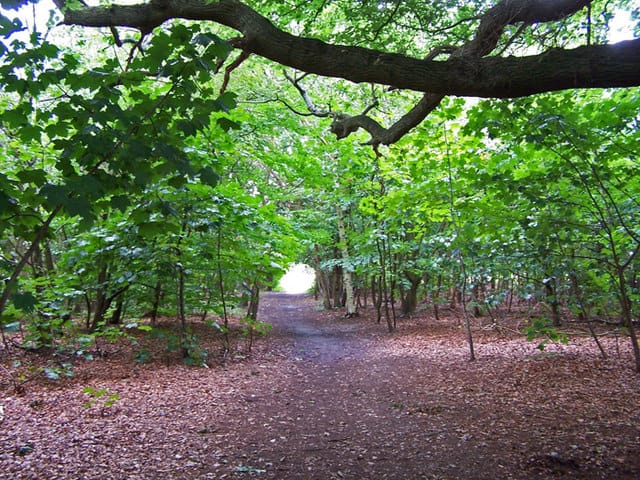 Holly Hill Woodland Park