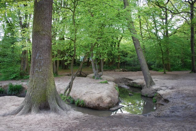 Belfairs Wood