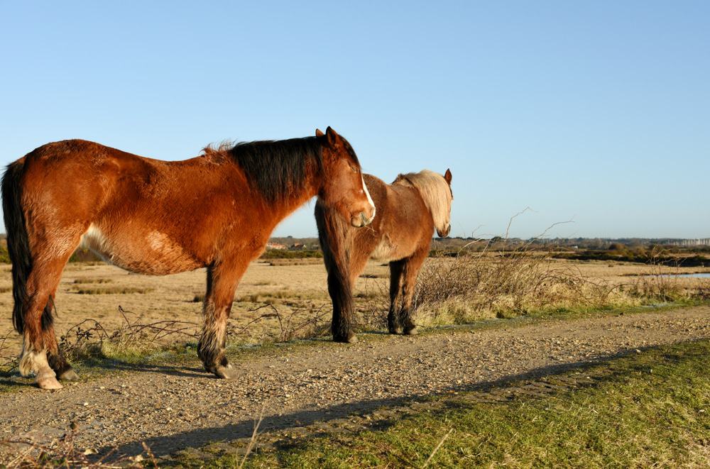 Lymington Nature Reserve