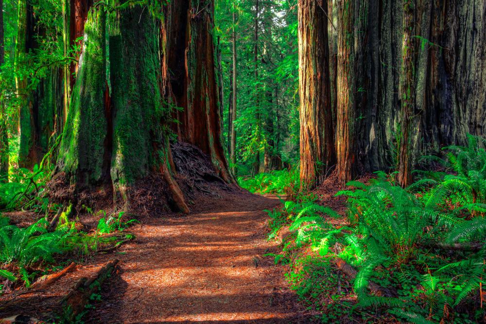 Redwoods