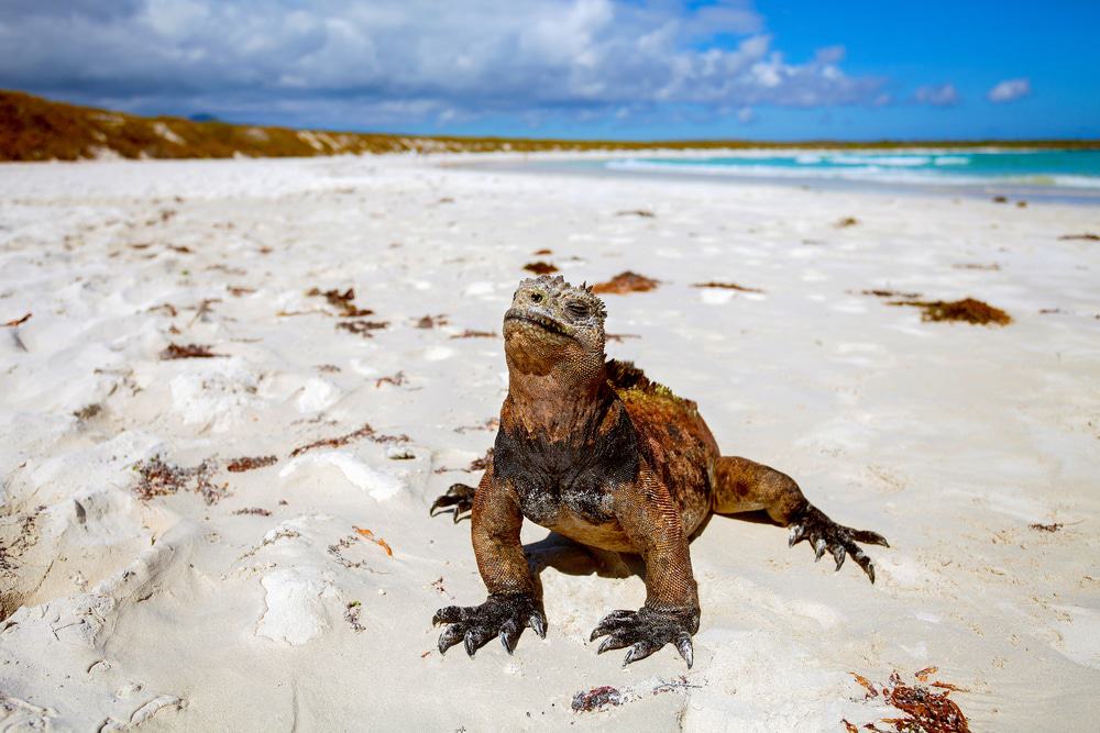 Galapagos Islands
