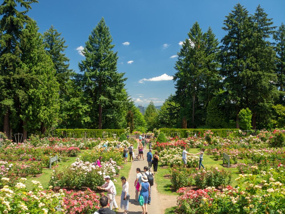 International Rose Test Garden, Portland