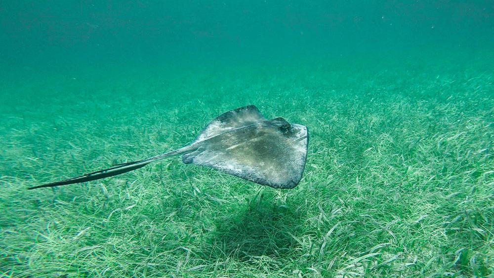 Caye Caulker Marine Reserve