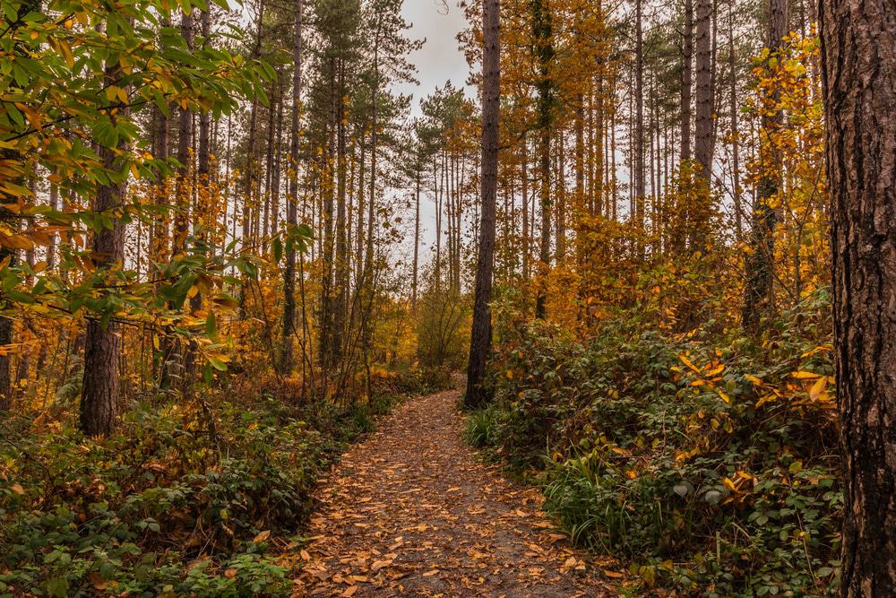 Parkhurst Forest