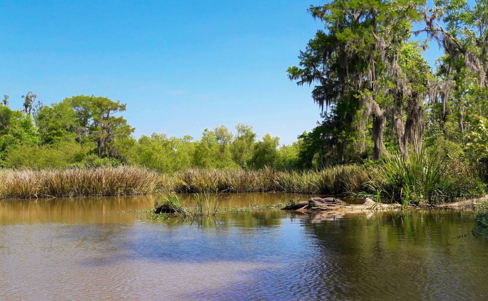 Honey Island, Louisiana
