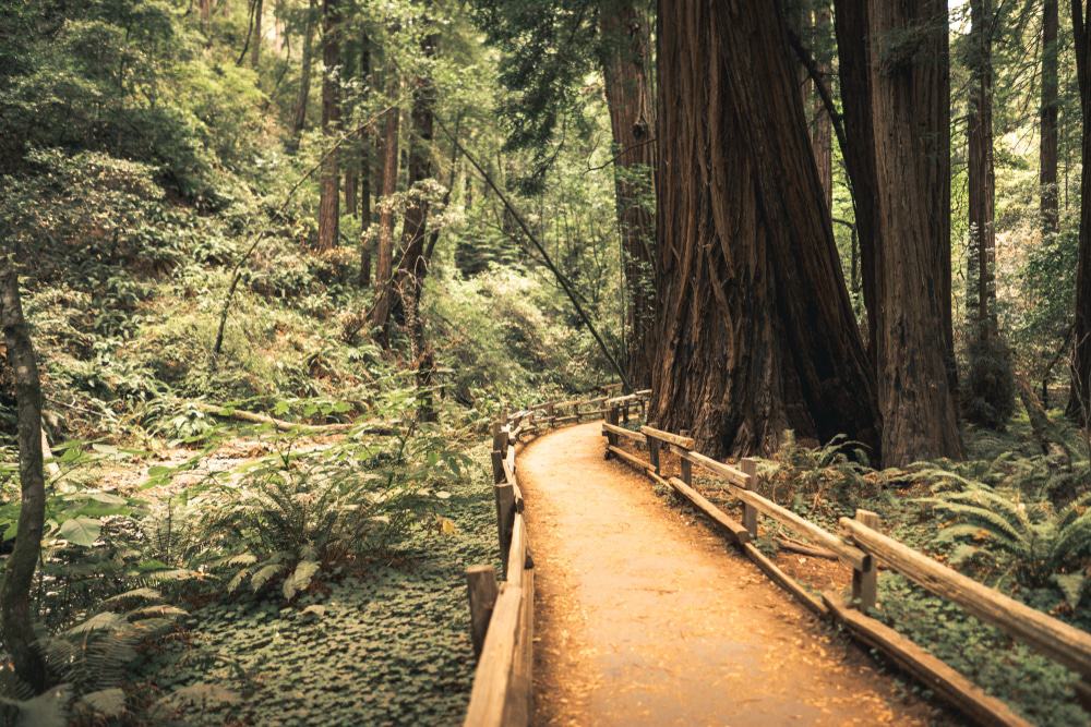 Muir Woods