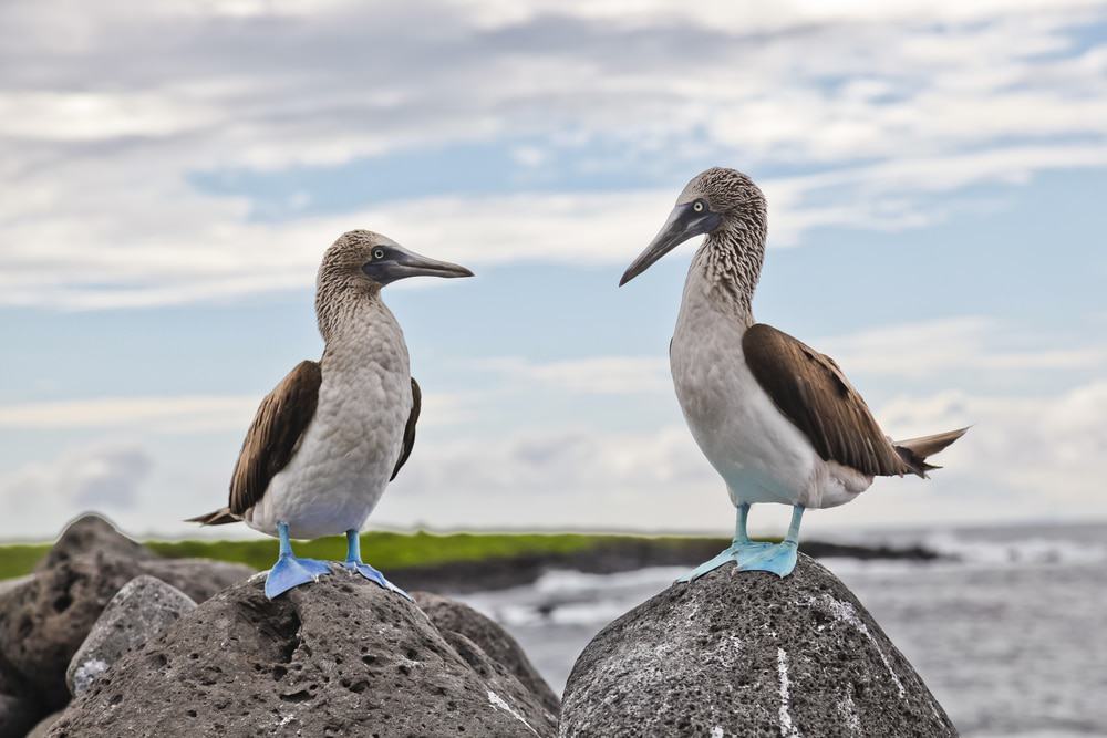 Lobos Island, Galapagos