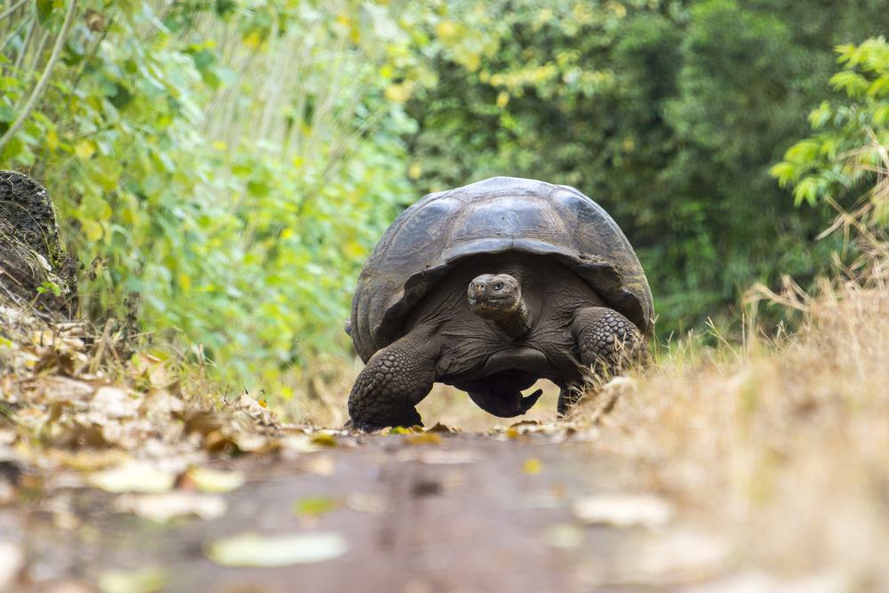 Giant Tortoise Reserve