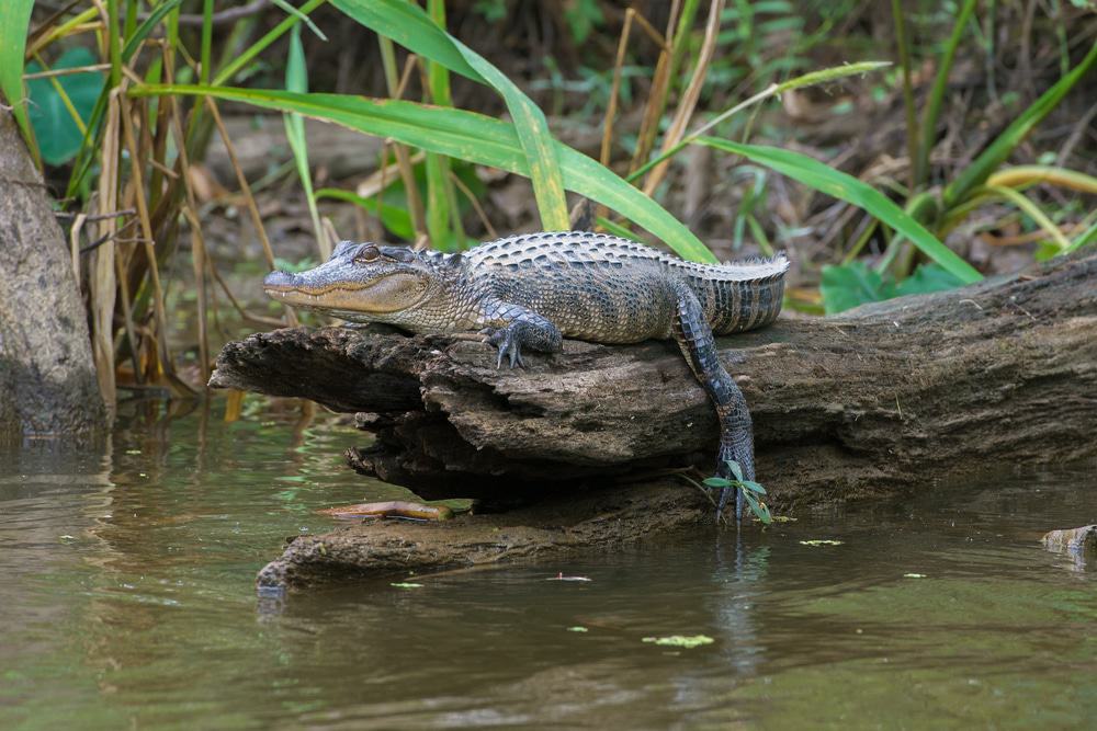 New Orleans Swamp