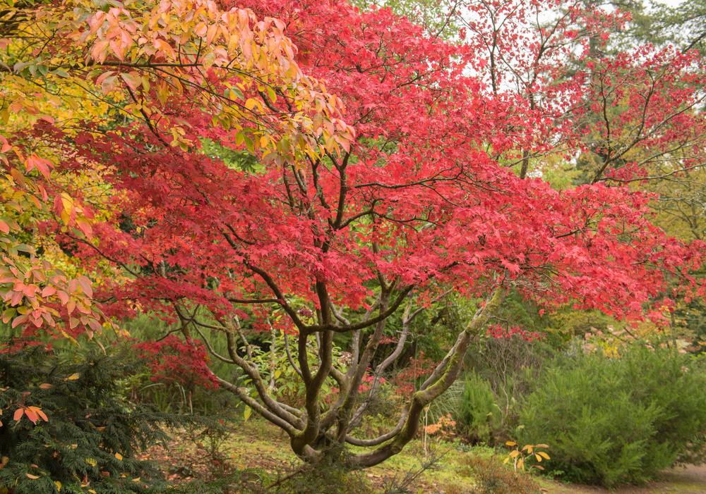 Knightshayes Gardens