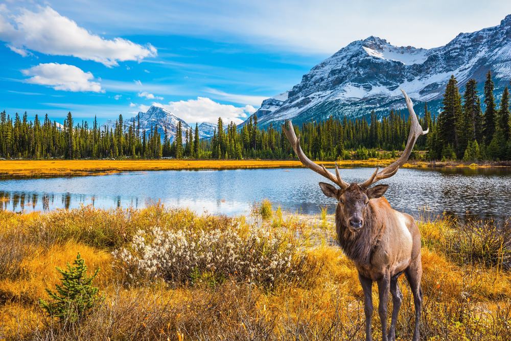 Jasper Wildlife