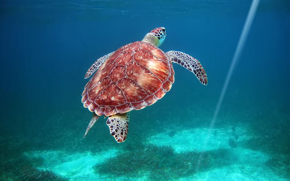 Hol Chan Marine Reserve, Belize