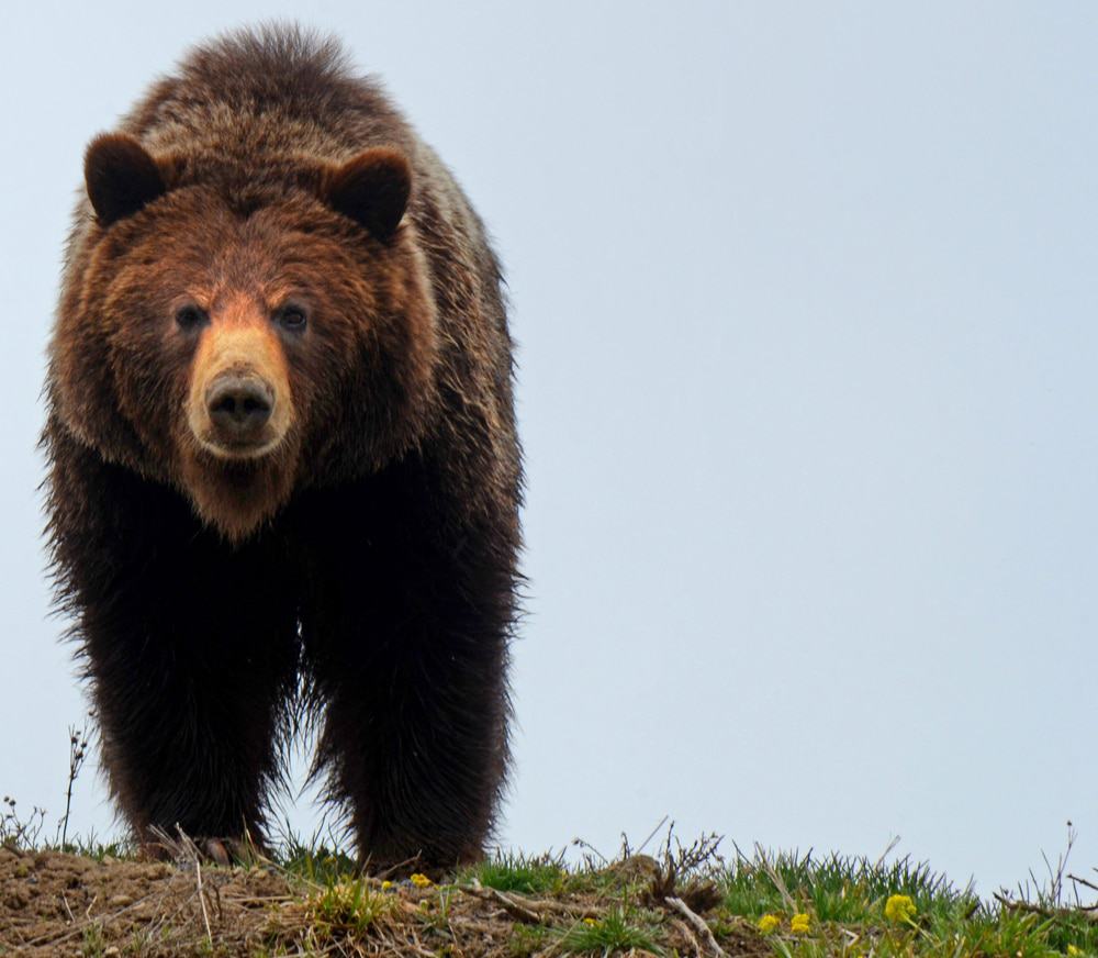 Yellowstone National Park Private Wildlife Tour