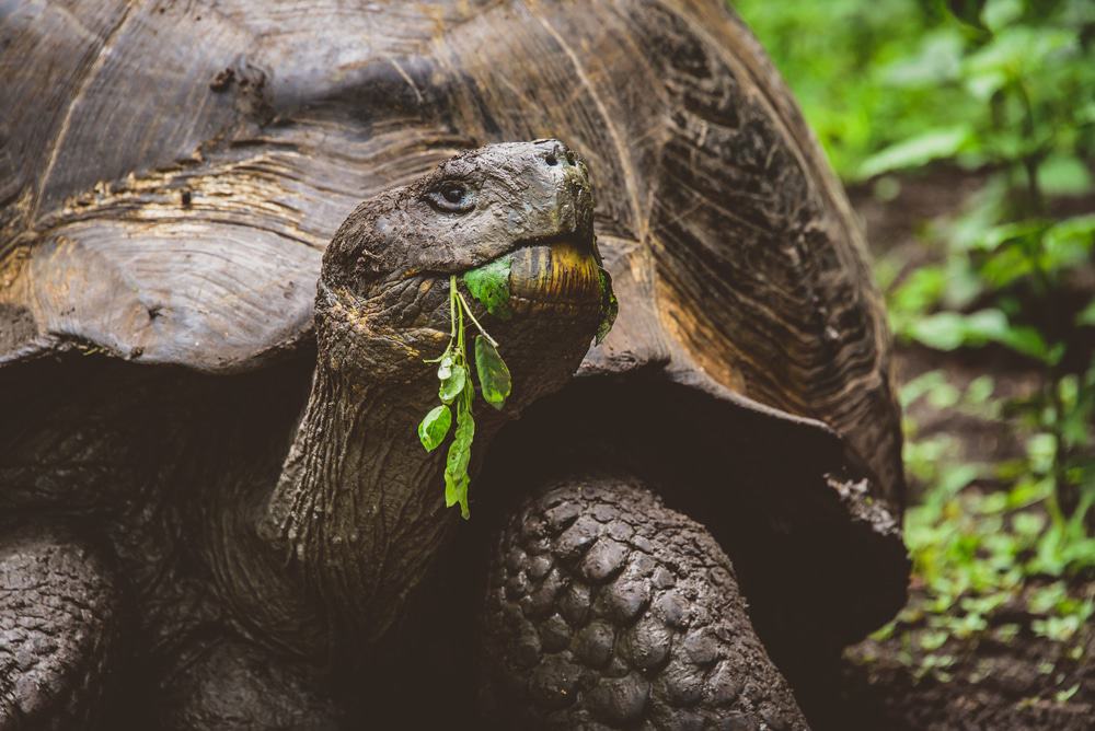 Galápagos Islands Tour