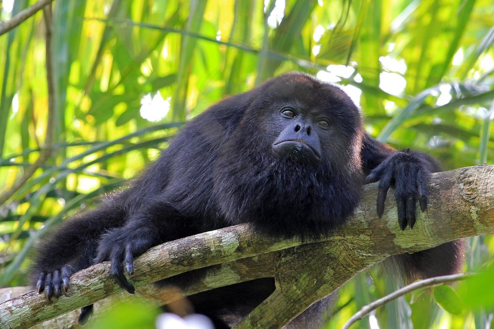 Howler Monkey