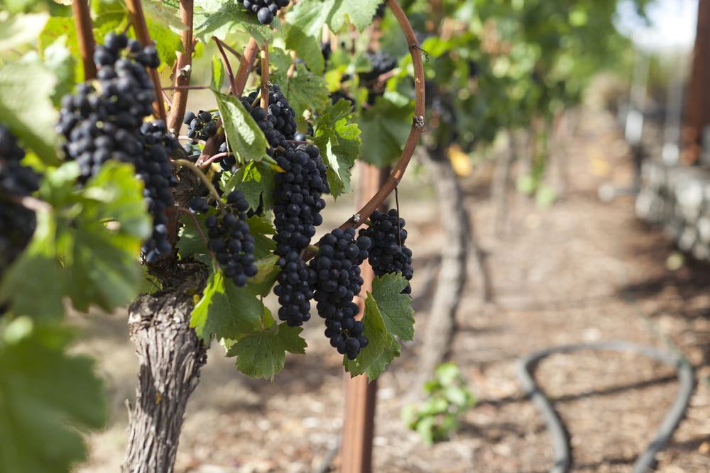 Vineyard near Portland, Oregon