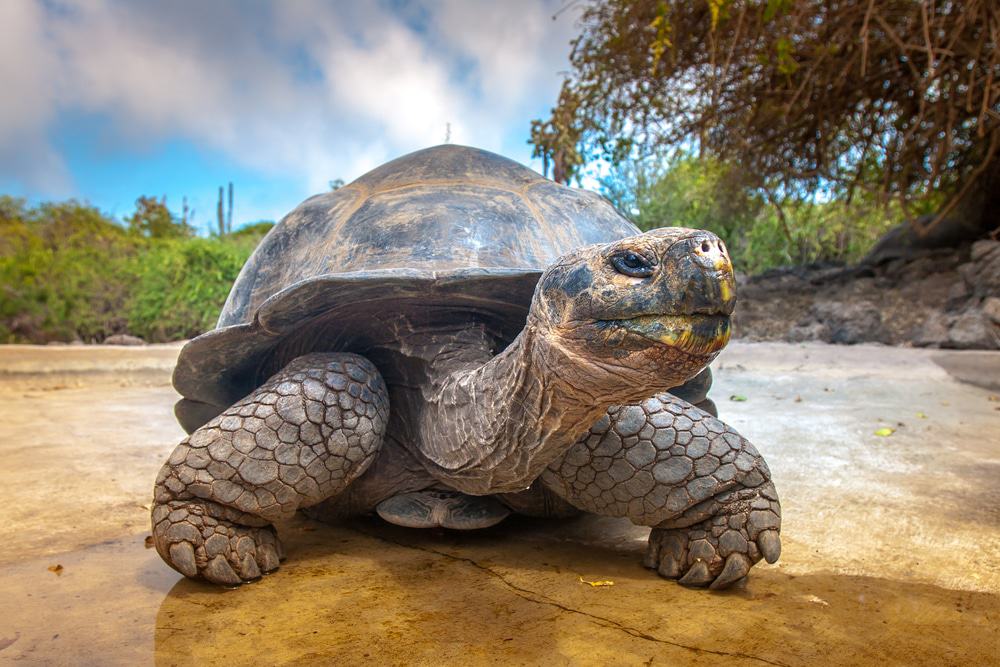 Big Turtle, Galapagos Islands