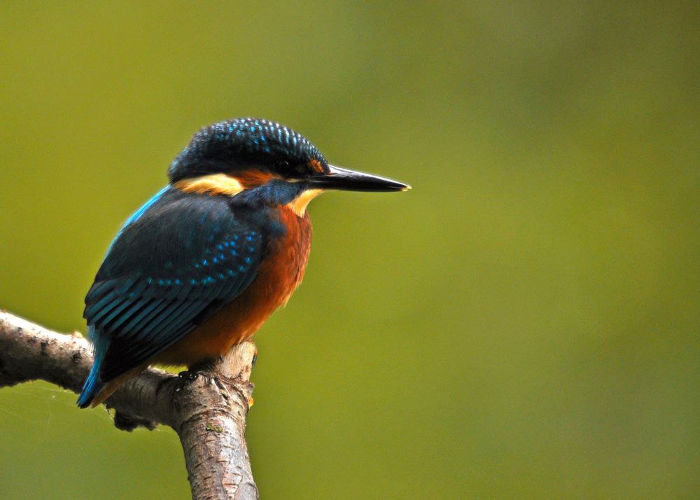 Sevenoaks Wildlife Reserve