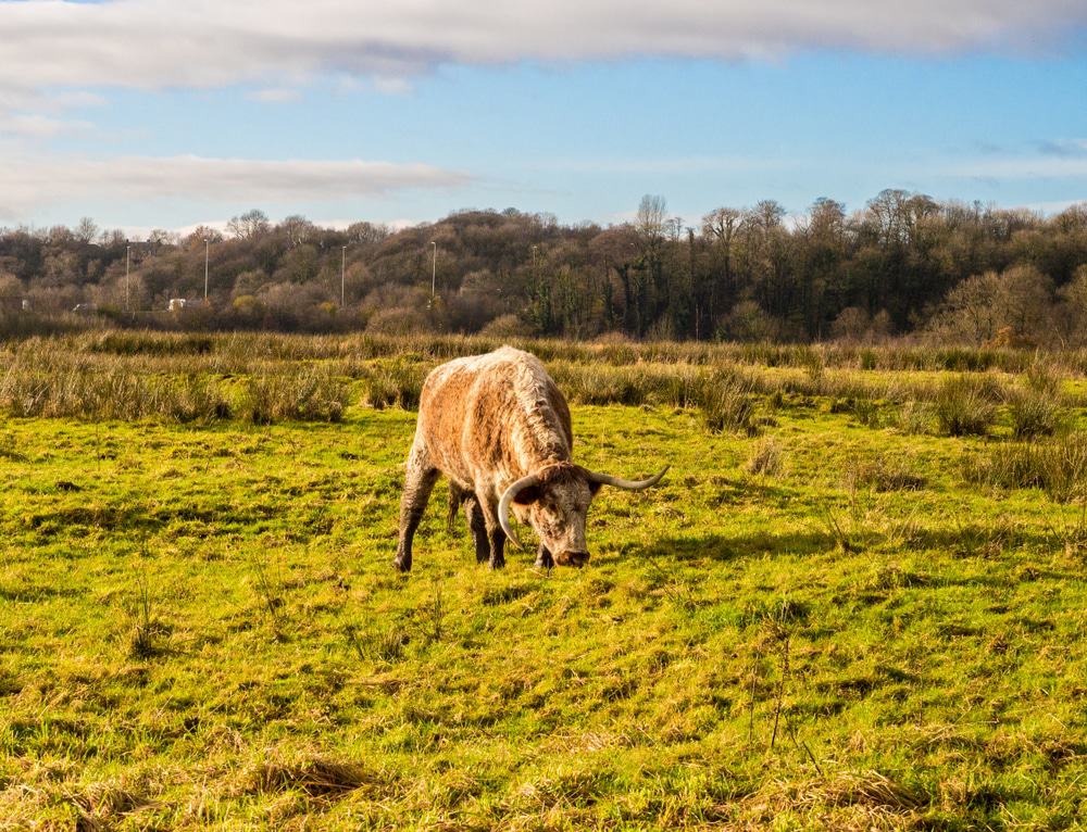 Brockholes Nature Reserve