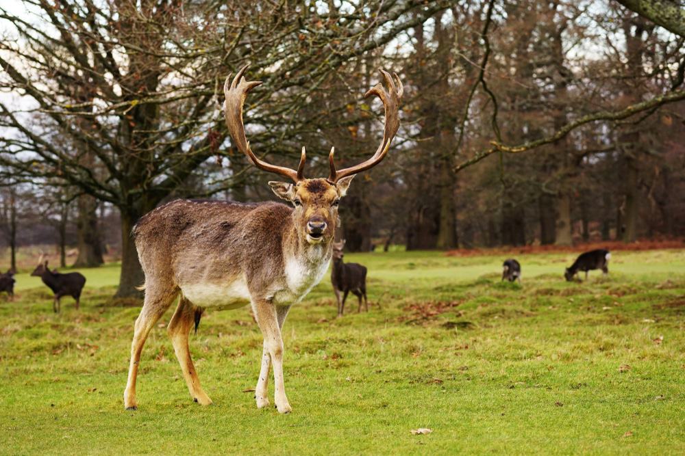 Knole Park