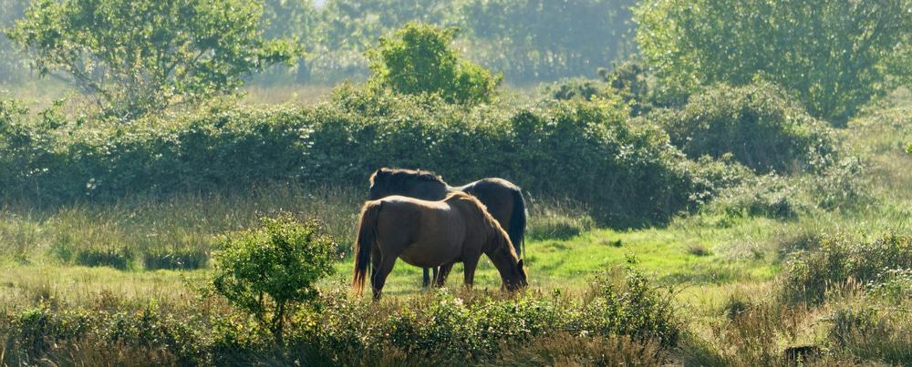 The New Forest