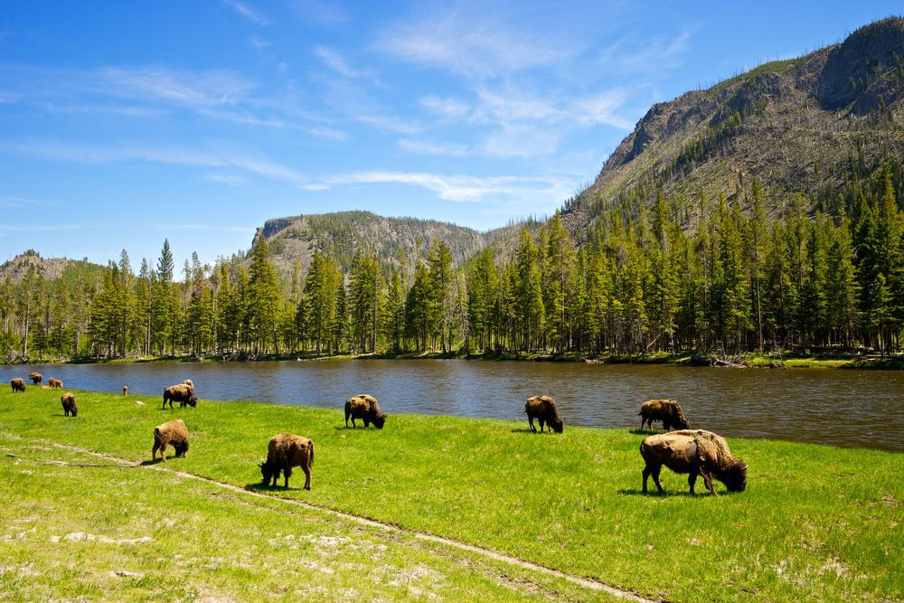 Yellowstone National Park Buffalo
