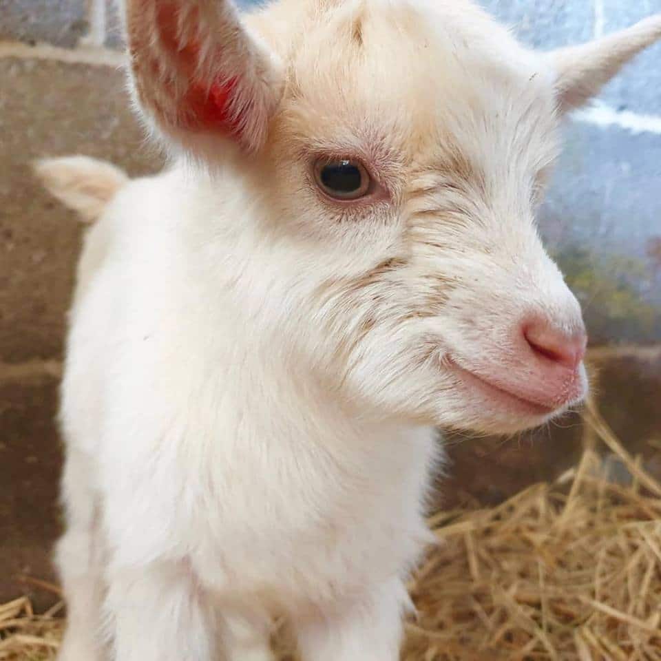 Cholderton Charlie's Farm