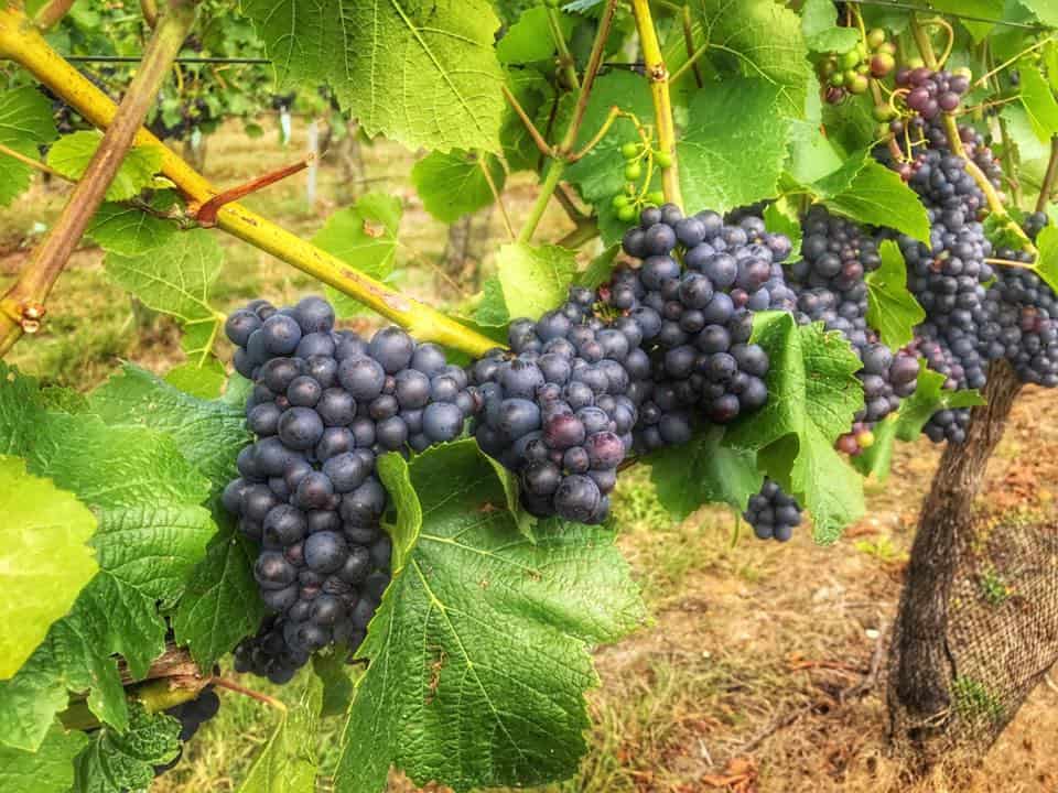 Cottonworth Vineyard