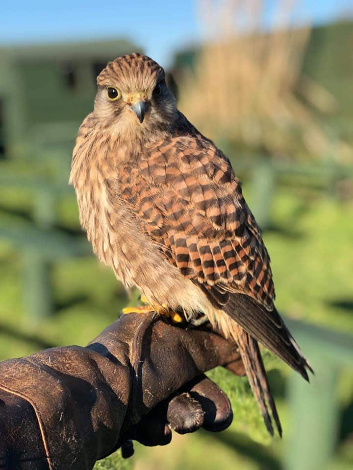 Devon Bird Of Prey Centre