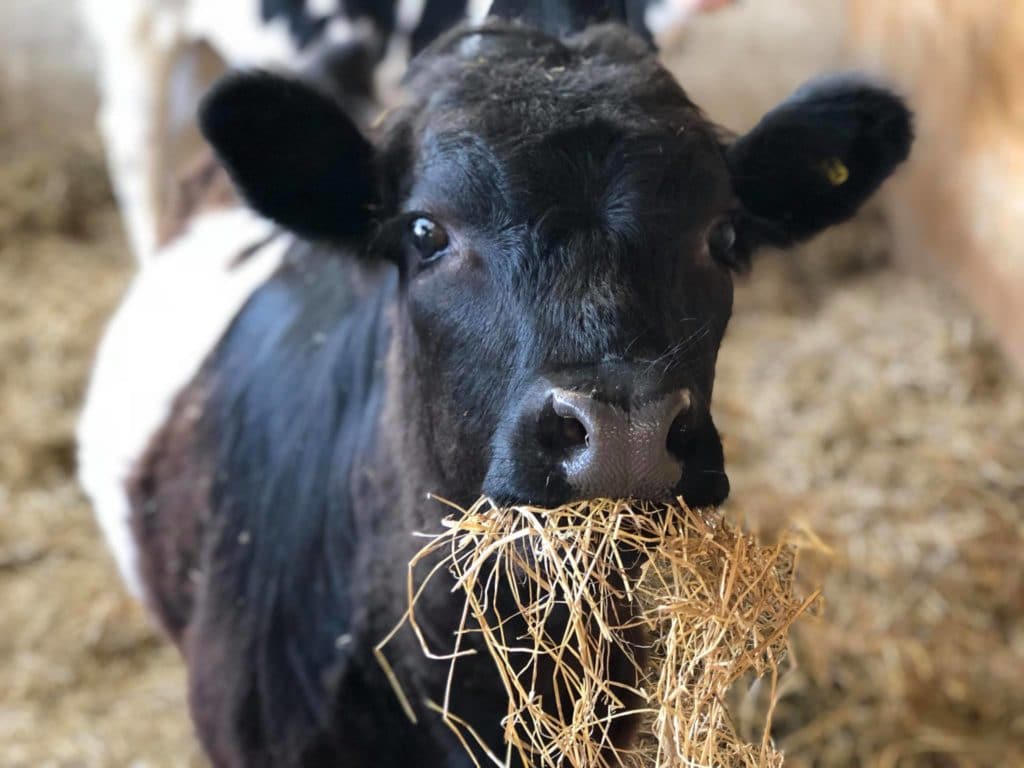 Finkley Down Farm Park