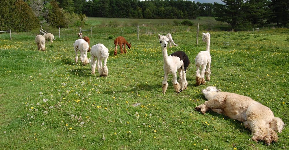 Good Karma Farm