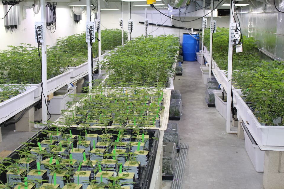 Hollywood Cannabis Tour