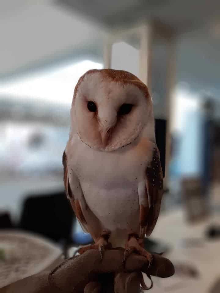 Imperial Bird Of Prey Academy