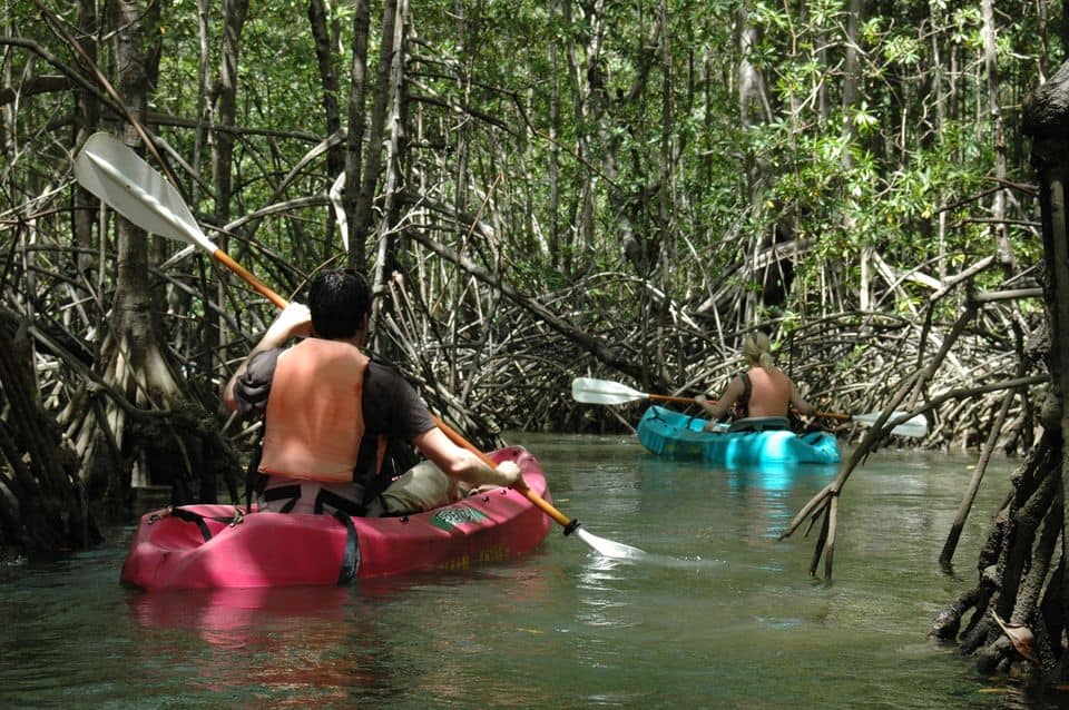 Mangrove Kayaking Tour