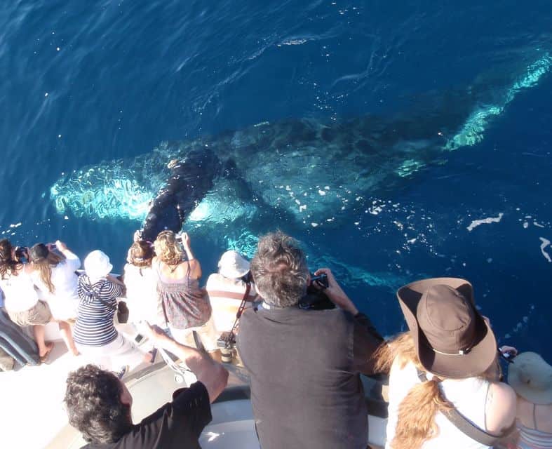 Newport Beach Whale Watching Tour