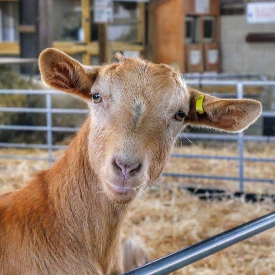 Odds Farm Park