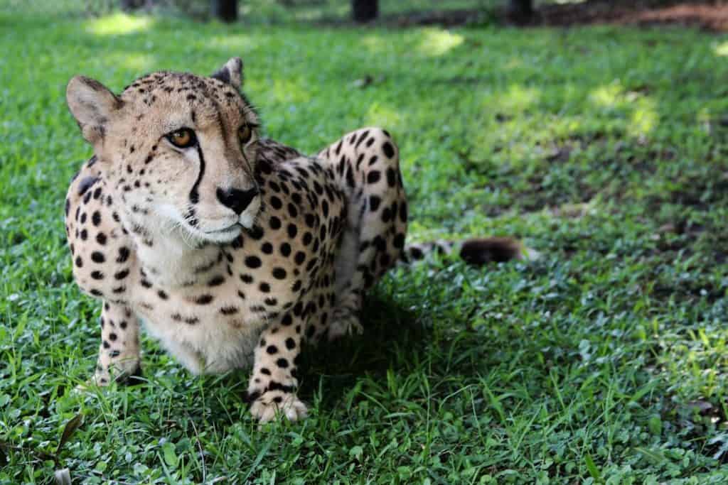 Panther Ridge Conservation Center
