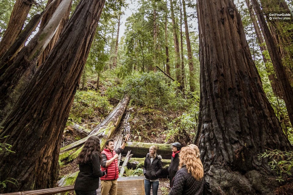 Redwoods And Wine Country Full-Day Tour