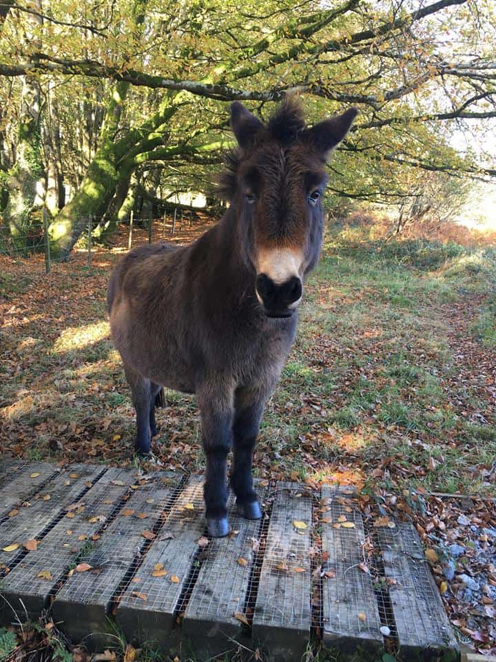 Tamar Valley Donkey Park