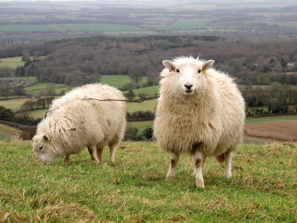 Combe Gibbet